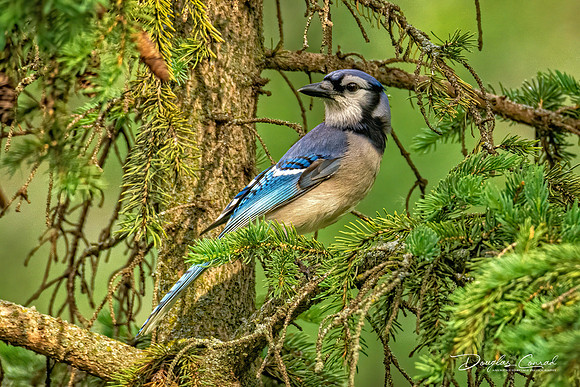 Blue Jay