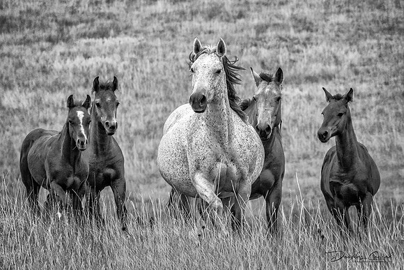 Expectant Mare