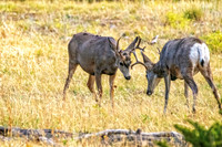 _DSC0154-Edit-Edit.jpg
