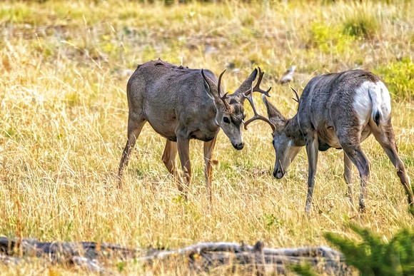_DSC0154-Edit-Edit.jpg