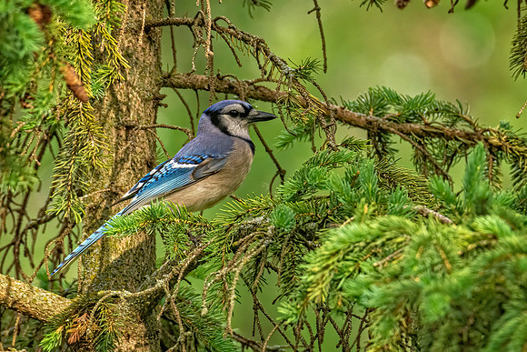 _7206589-Edit.jpg