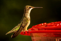 _DSC7369-Edit.jpg