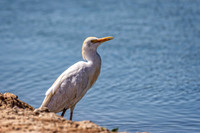 _7204629-Edit.jpg