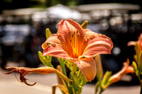 _7206689-Edit.jpg