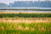 Z62_1391-Edit.JPG