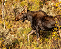 _DSC0086-Edit.jpg
