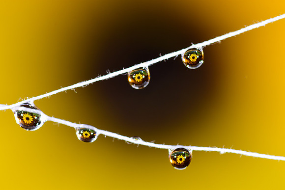 01,SE084,DC,Sunflower_Light_Refraction.jpg