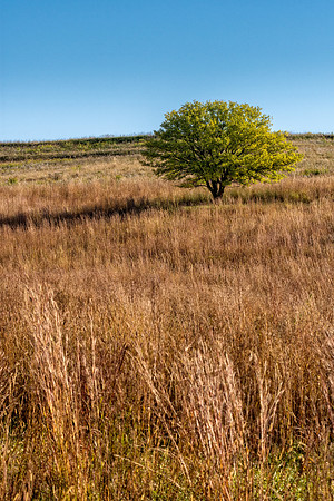 _DSC8558-Edit.jpg