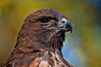 03,SE084,DN,Red_Tail_Portrait.jpg