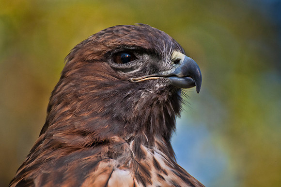 03,SE084,DN,Red_Tail_Portrait.jpg