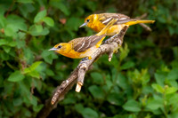 _7202694-Edit.JPG