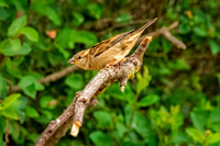 _7202730-Edit.JPG
