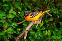 _7202753-Edit.JPG