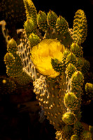 2023 Blooming Cactus