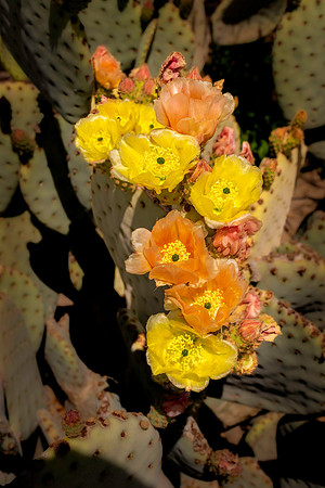 _7201900-Edit.JPG