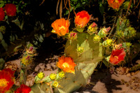 _7201901-Edit.JPG