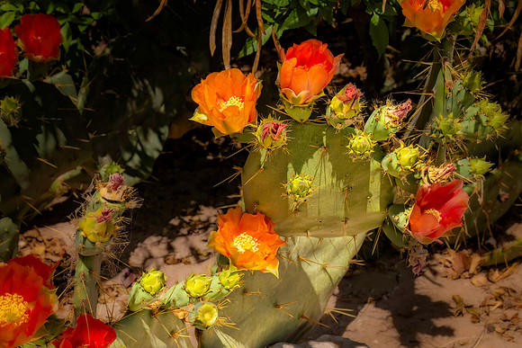 _7201901-Edit.JPG