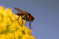 _7201951-Edit.JPG