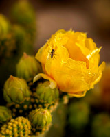 _7201959-Edit.JPG