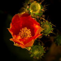 _7201963-Edit.JPG