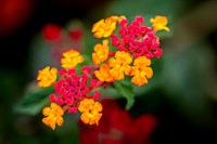 _7201983-Edit.JPG