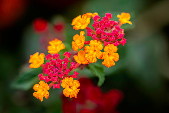 _7201983-Edit.JPG