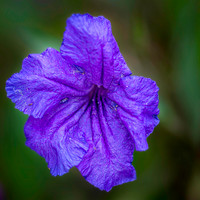 _7201992-Edit.JPG