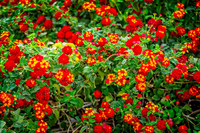 _7201994-Edit.JPG