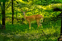 Z62_2562-Edit-Edit.JPG