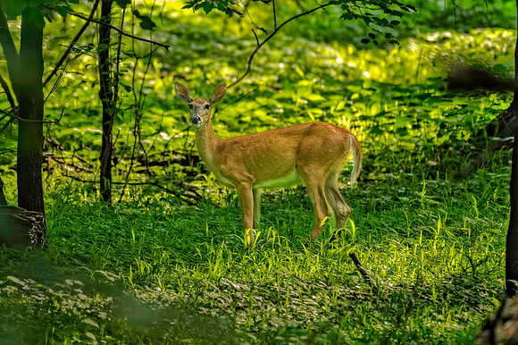 Z62_2562-Edit-Edit.JPG