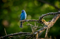 Z62_2593-Edit.JPG