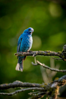 Z62_2610-Edit.JPG