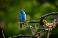 Z62_2630-Edit.JPG