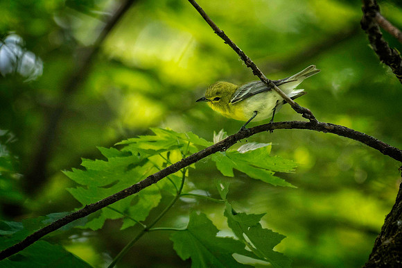Z62_2699-Edit.JPG
