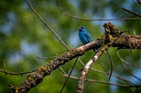 Z62_2728-Edit.JPG