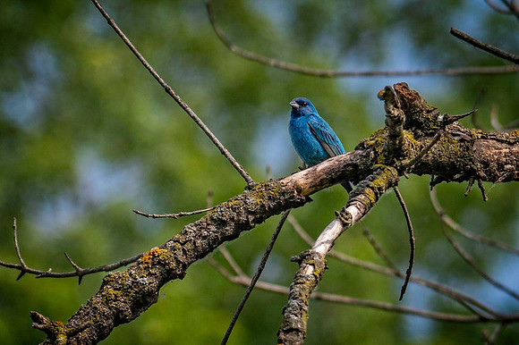Z62_2728-Edit.JPG