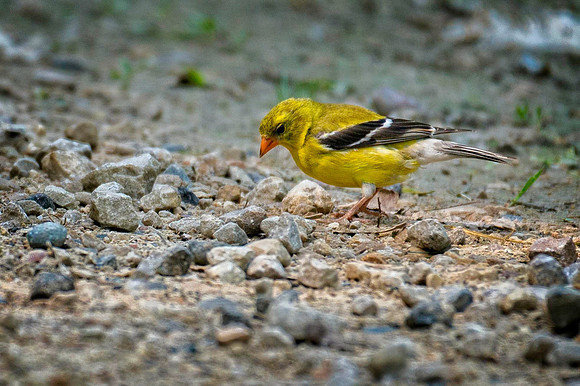 Z62_2759-Edit.JPG
