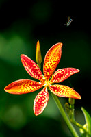 Z62_9342-Edit-Edit.jpg