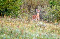 Z62_7522-Edit.jpg