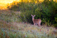 Z62_7531-Edit.jpg