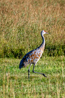 Z62_7636-Edit.jpg