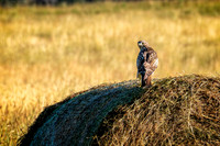 Z62_7648-Edit.jpg