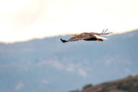 Z62_7753-Edit.jpg