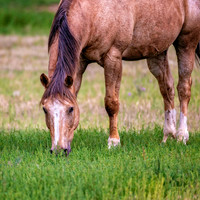 Z62_7831-Edit.jpg