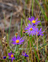 Z62_7844-Edit.jpg