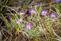 Z62_7846-Edit.jpg
