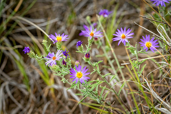 Z62_7846-Edit.jpg