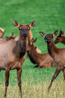 Z62_7875-Edit.jpg