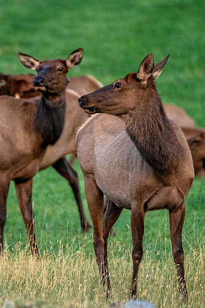Z62_7882-Edit.jpg