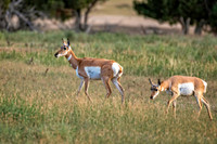 Z62_7911-Edit.jpg